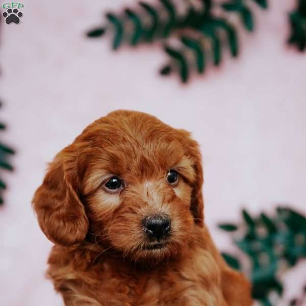 Paisley F2B, Mini Goldendoodle Puppy